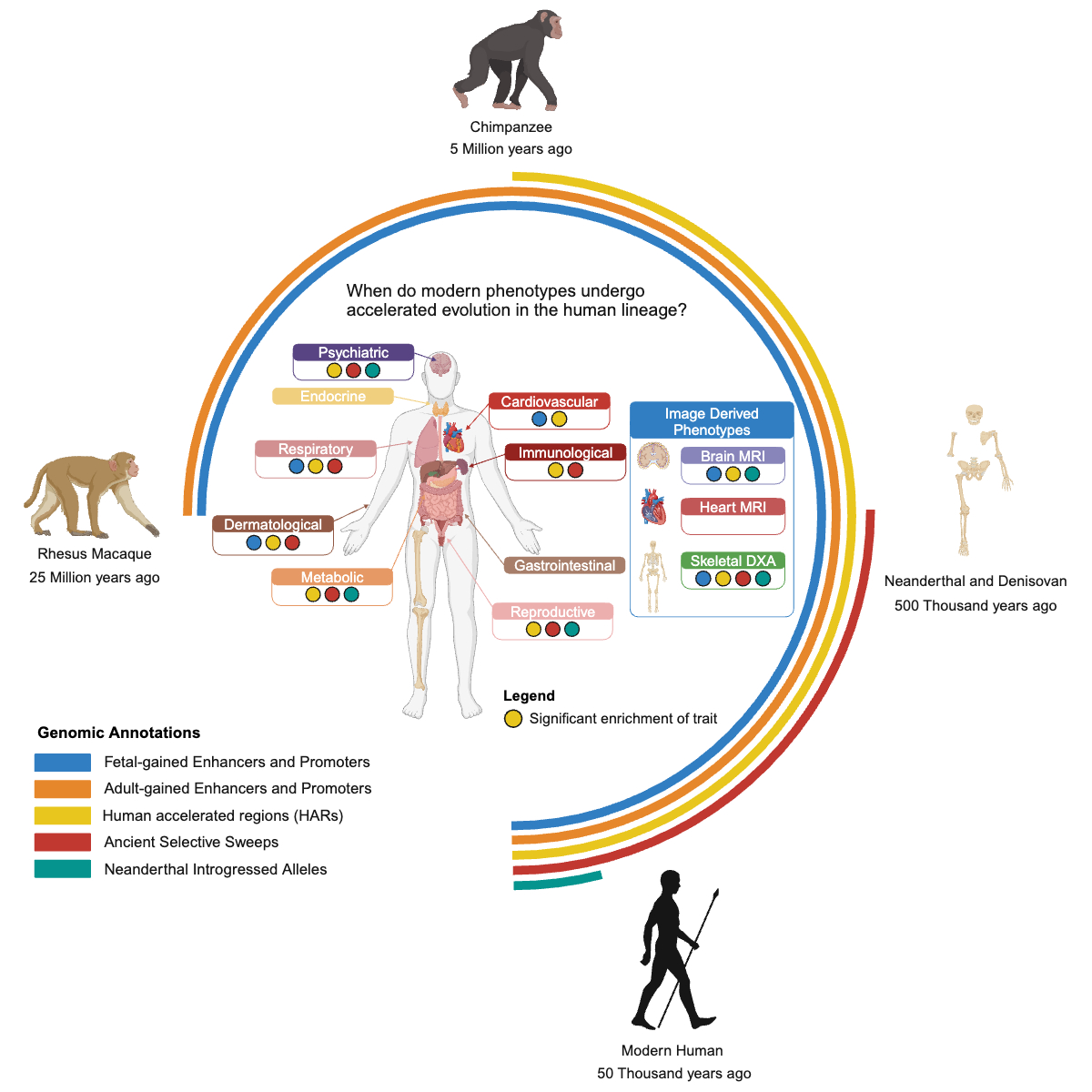 Graphical abstract for the 2025 Cell Genomics publication